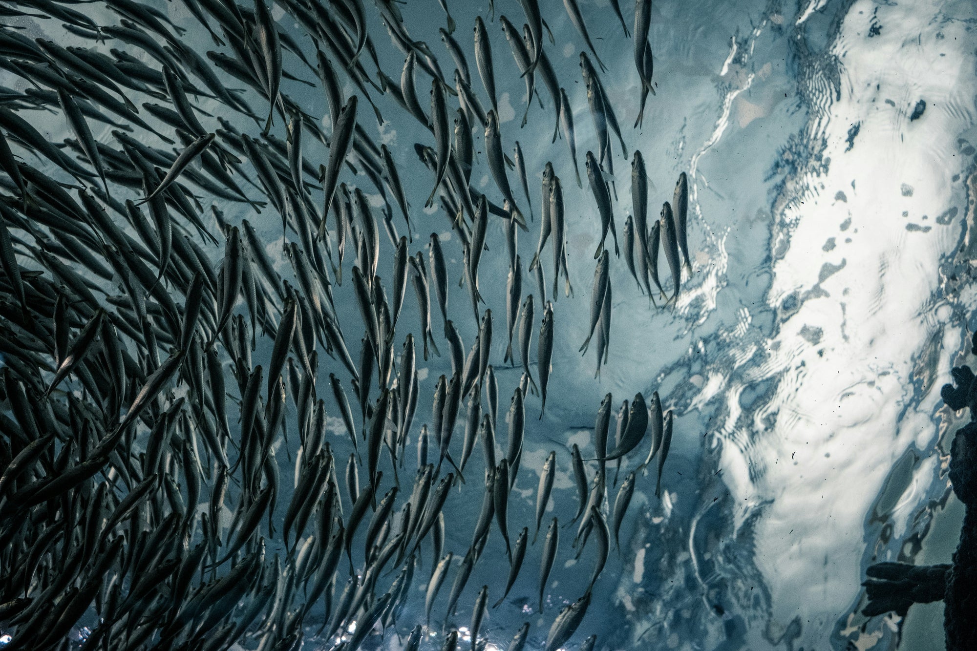 Omega-3 och hjärnans kraft – därför behöver kroppen rätt fettsyror varje dag